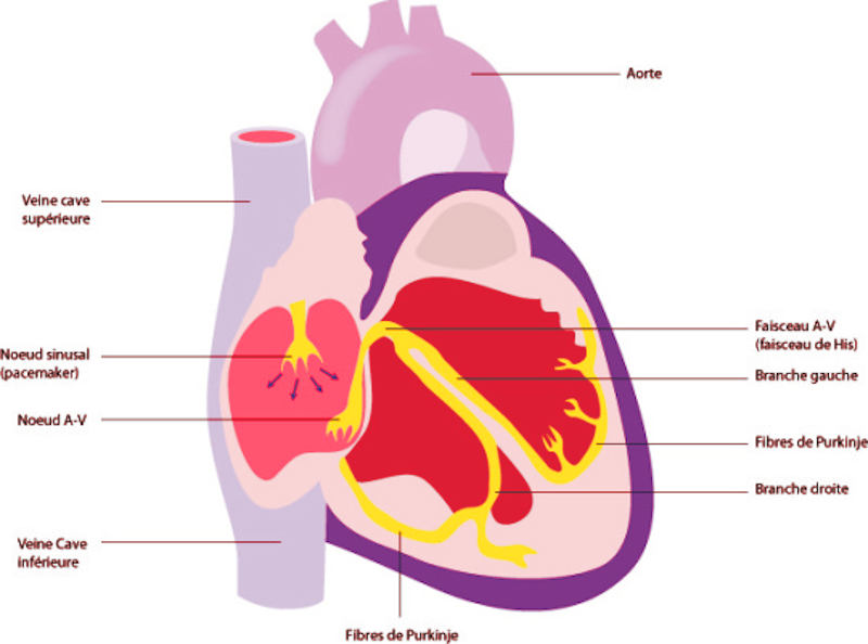 L essentiel De La Physiologie Réponses Cardiovasculaires Nataswim