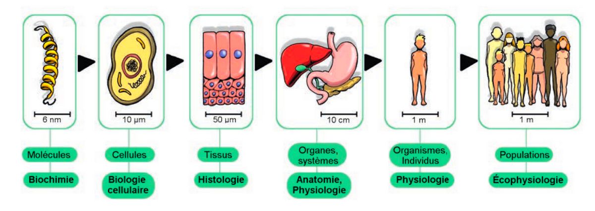 Les niveaux d’organisation du vivant et leur ordre de grandeur