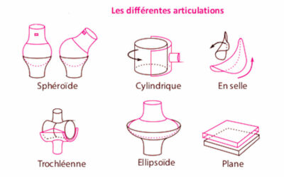 098- Les différentes articulations – Sphéroïde, Cylindrique, En selle, Trochléenne, Ellipsoïde et Plane