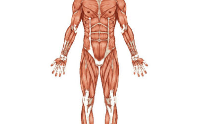 097-Tableau des principaux muscles du corps humain