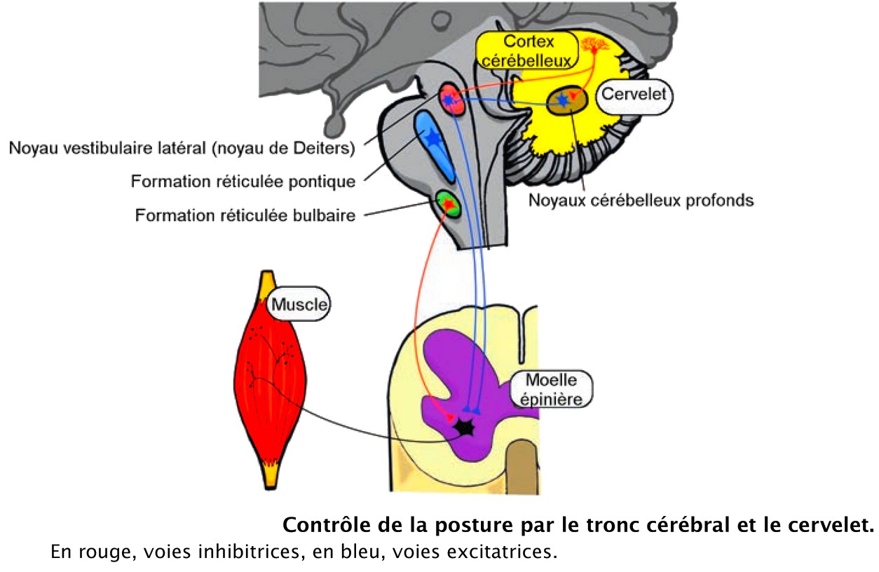 Contrôle de la posture par le tronc cérébral et le cervelet