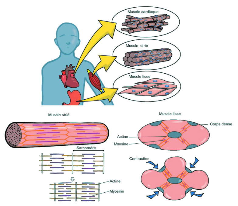 Différents types de tissus musculaires