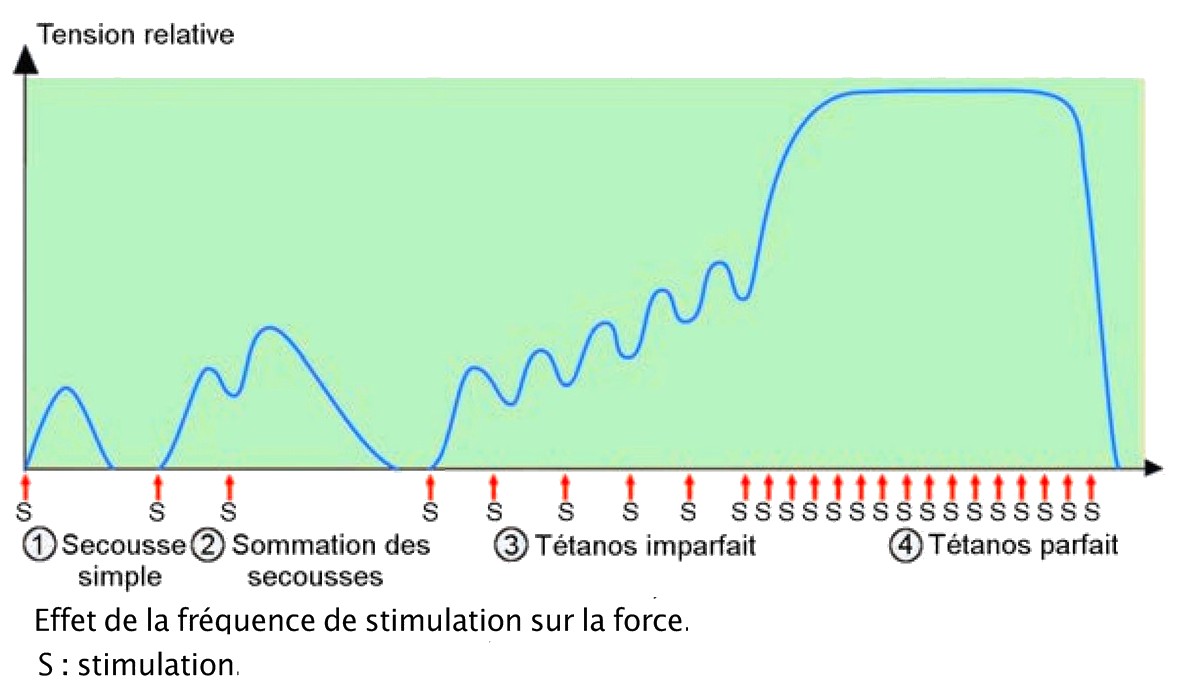 Effet de la fréquence de stimulation sur la force avec stimualtion