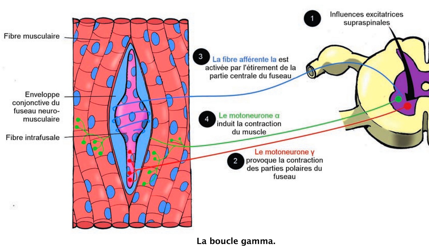 La boucle gamma