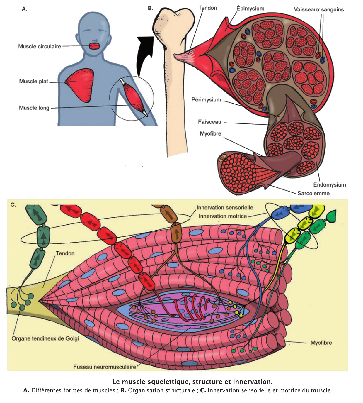 Le muscle squelettique structure et innervation