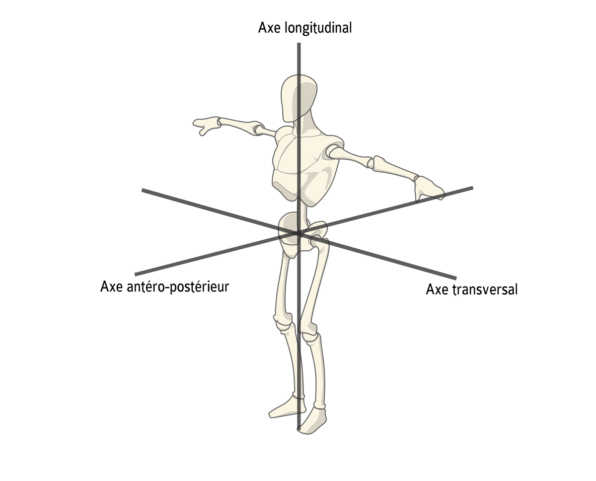 Les axes anatomiques de référence