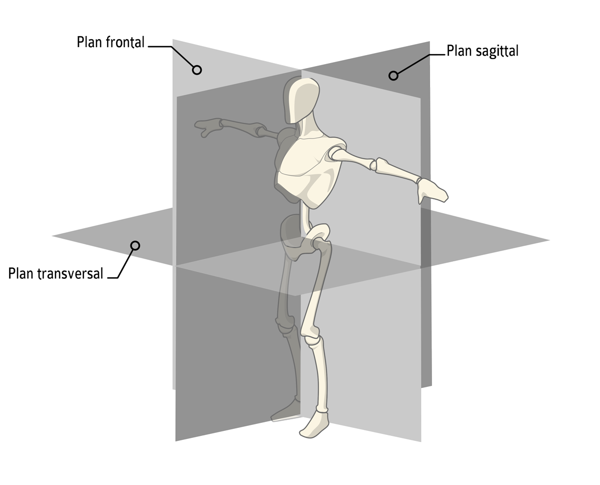 Les plans anatomiques de référence