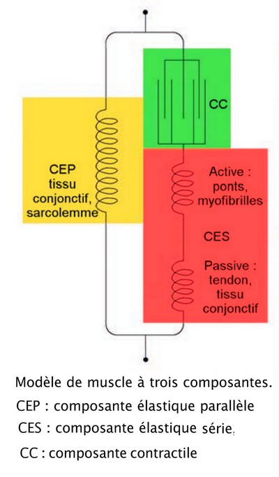 Modèle de muscle à trois composantes