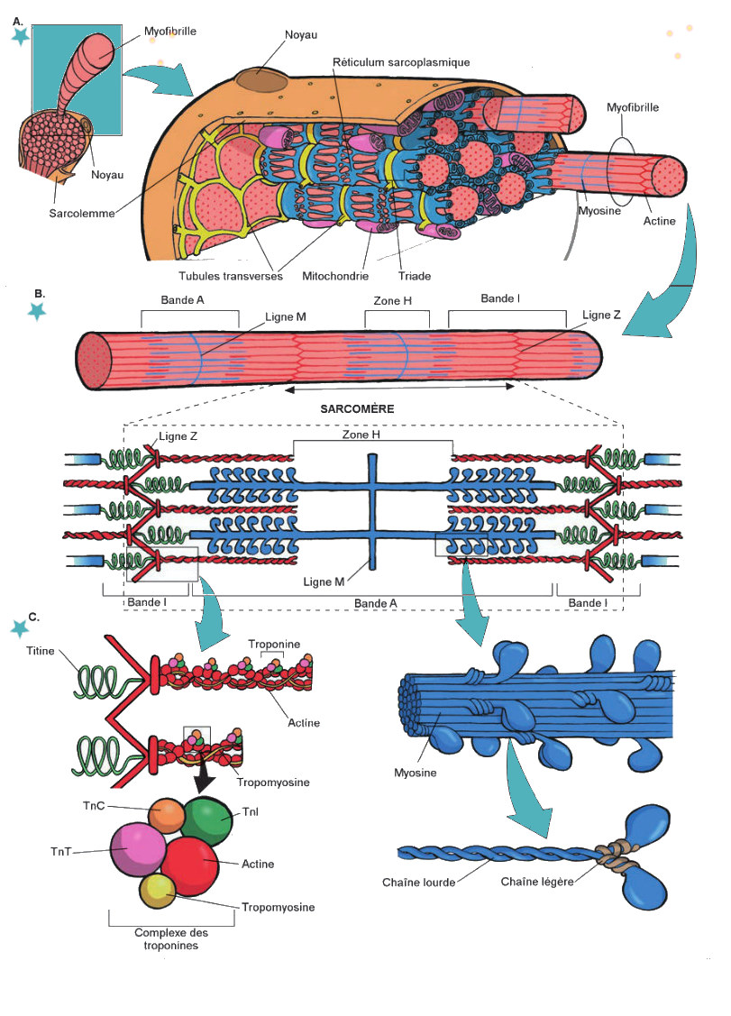 Organisation structurale de la fibre musculaire