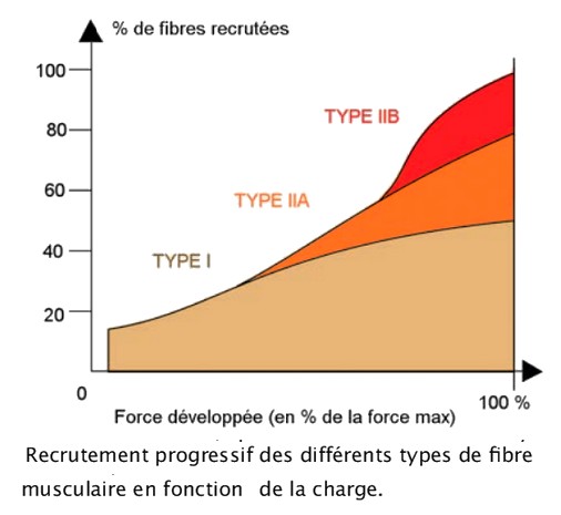 Recrutement des fibres musculaires