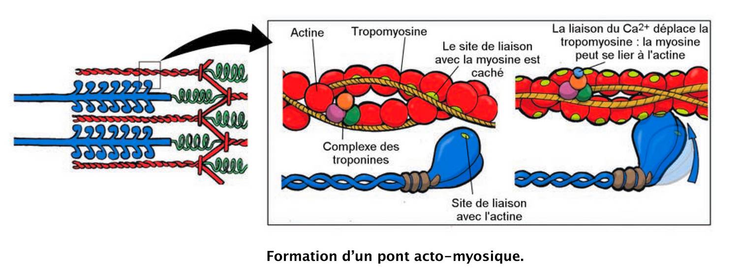 formation d un pont acto myosine