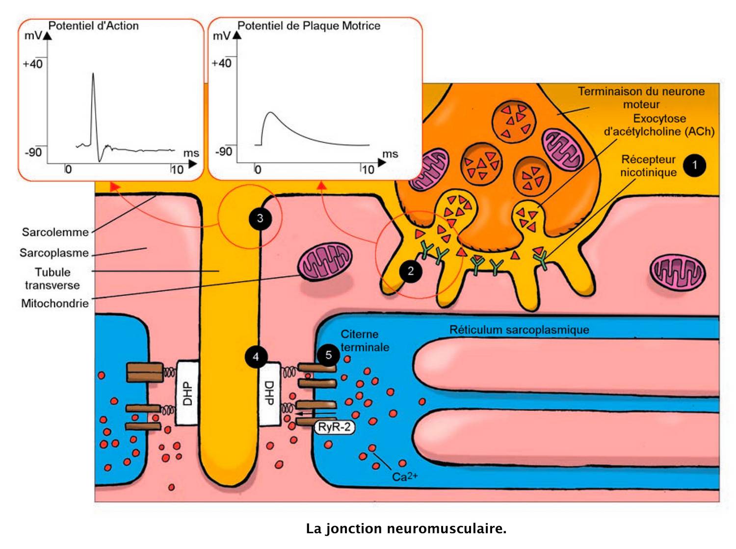 la jonction neuromusculaire