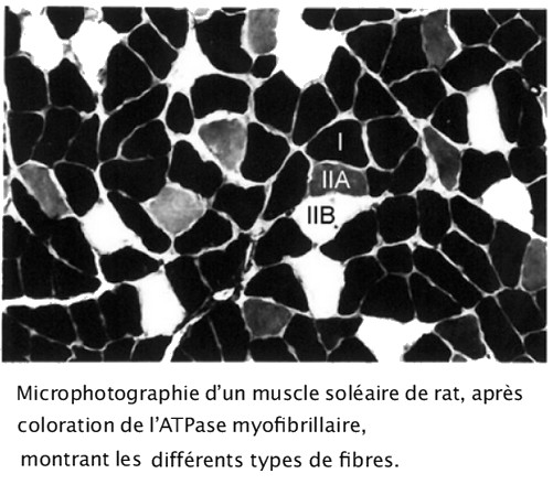 microphotograhie du muscle