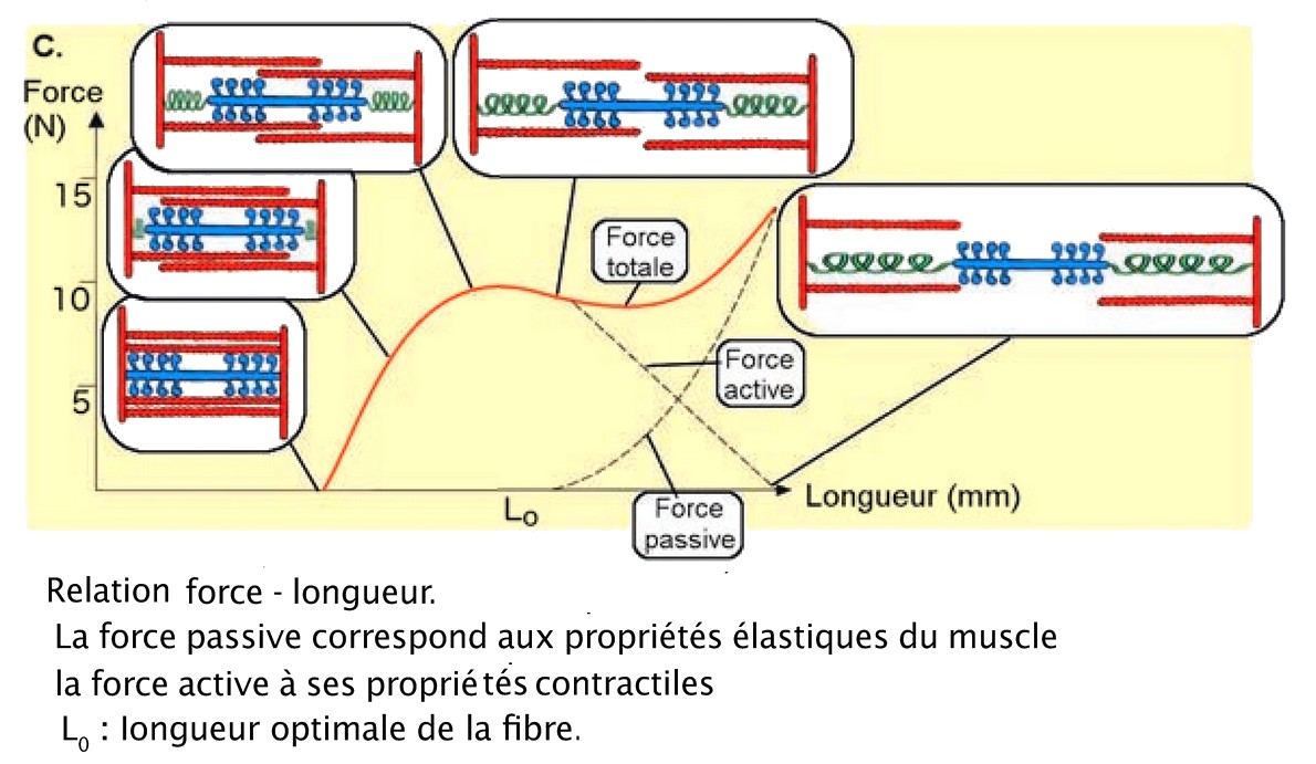 relation force longueur